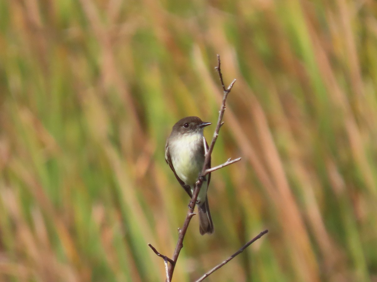 Eastern Phoebe - ML646952268