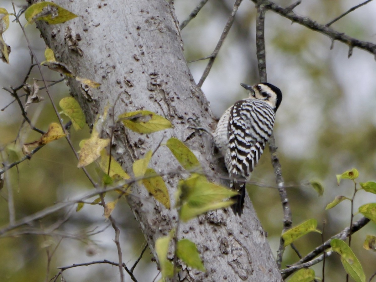 Ladder-backed Woodpecker - ML646952269