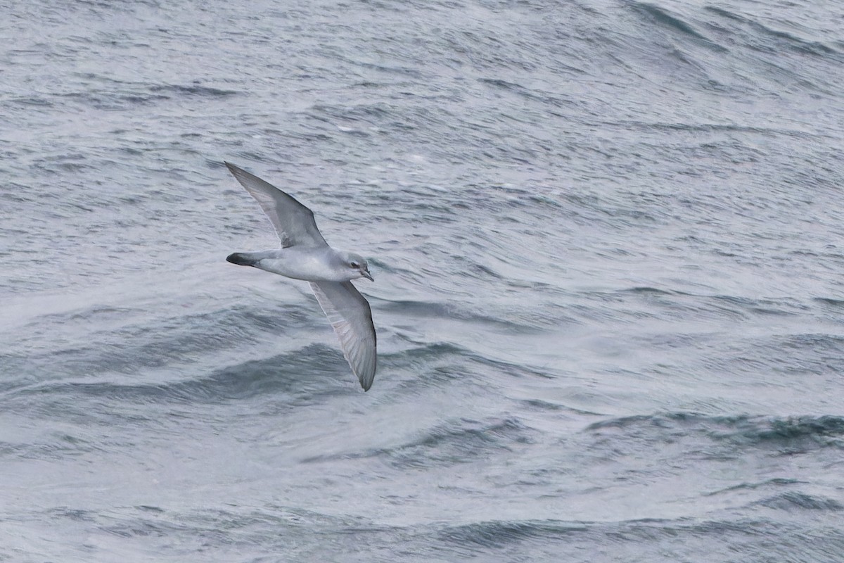 Prioi mokolodia - ML646952270