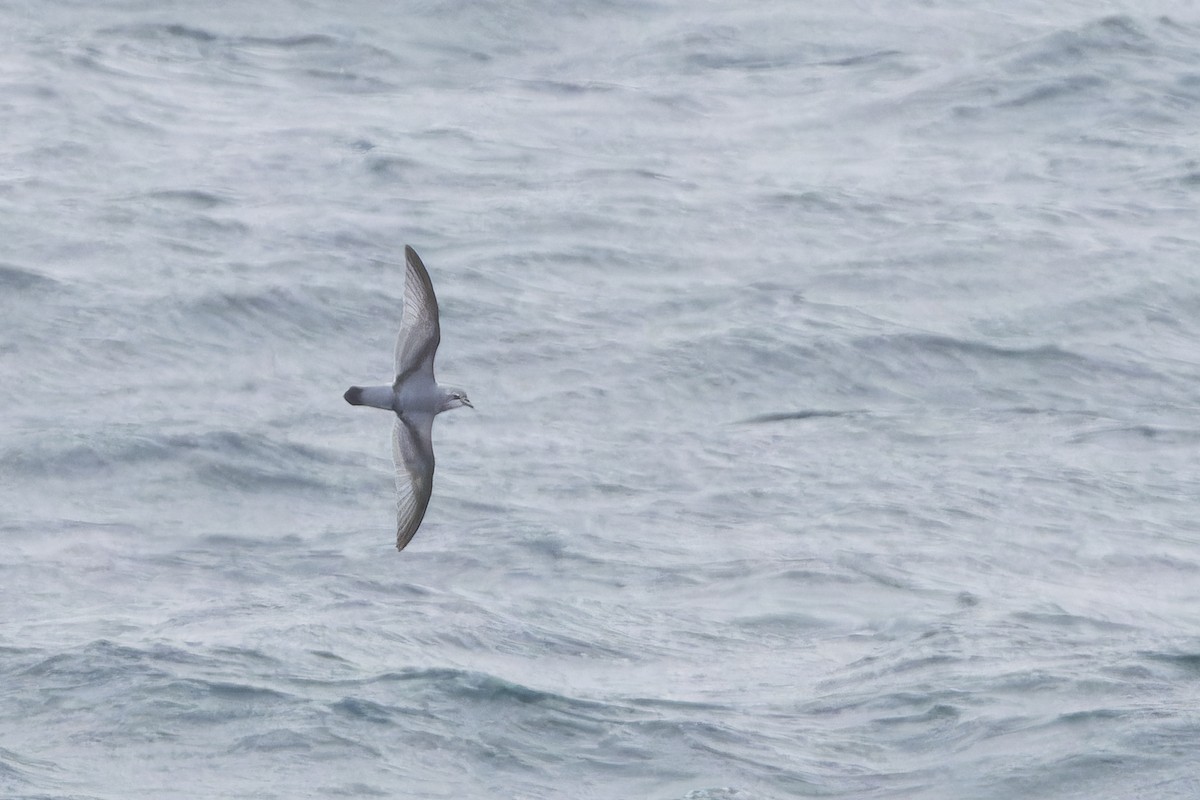 Prioi mokolodia - ML646952271