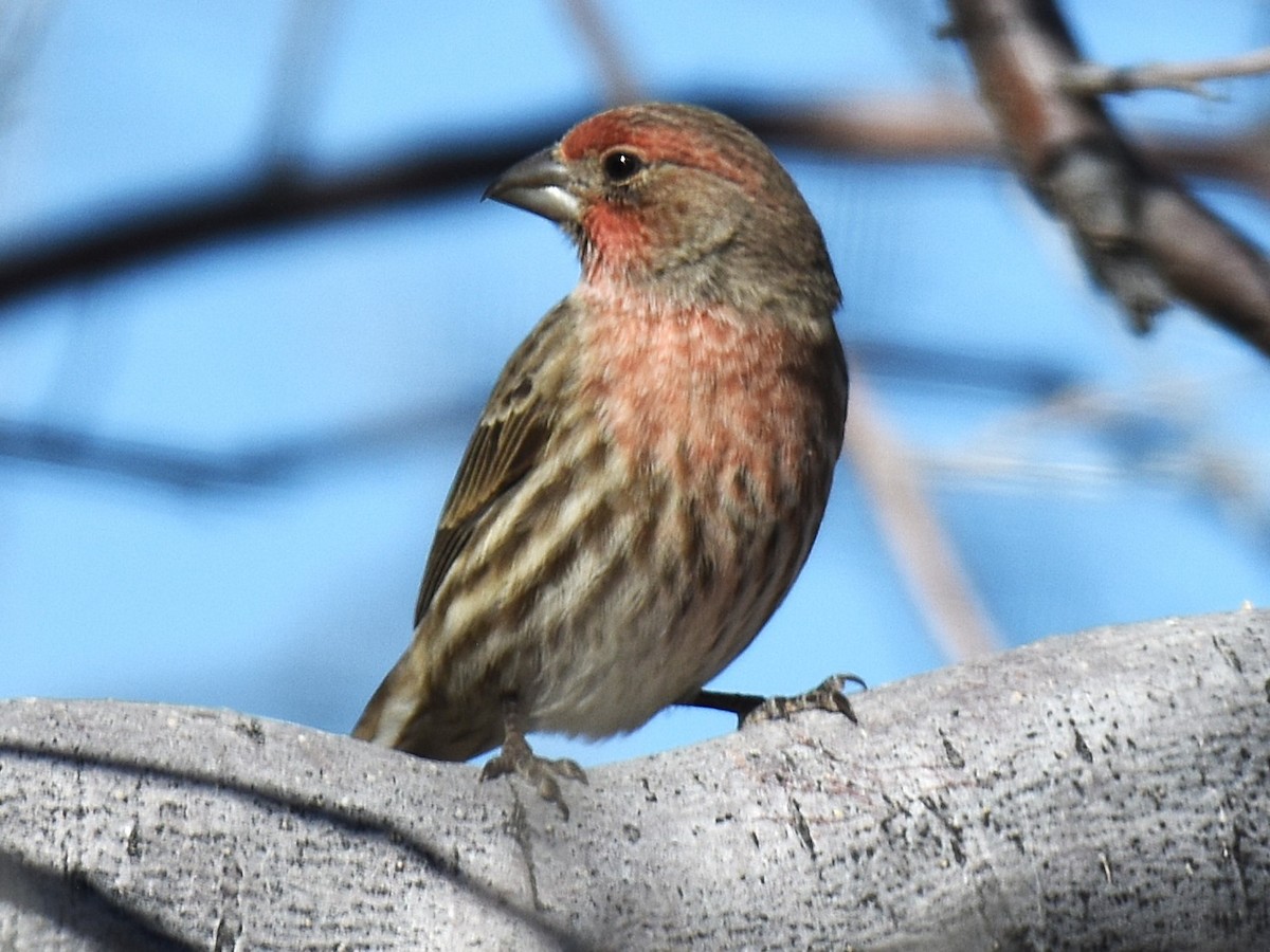 Roselin familier - ML646952272