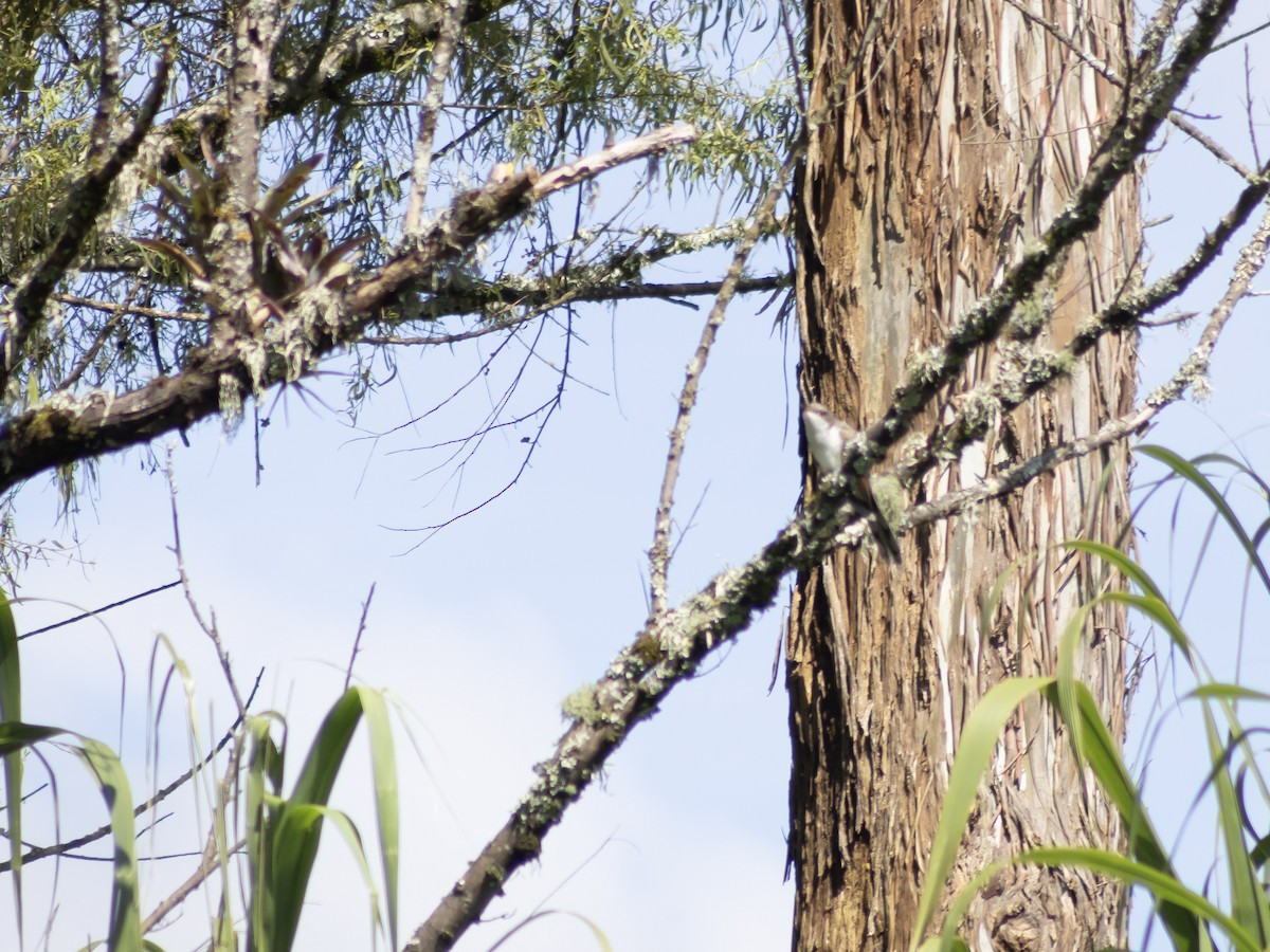 Кукліло північний - ML646952273