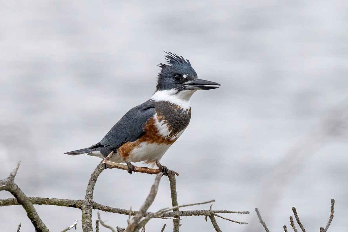 アメリカヤマセミ - ML646952275