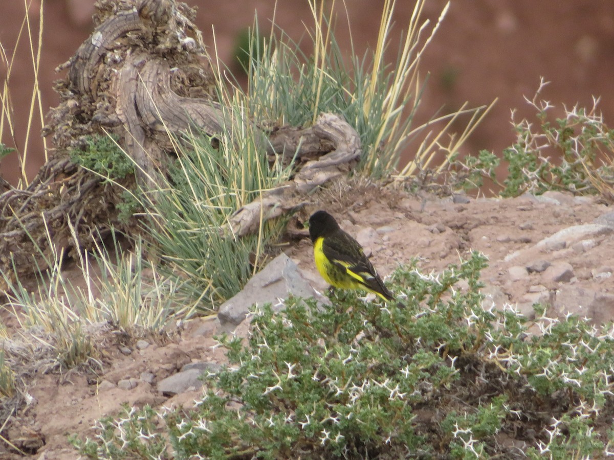 Yellow-rumped Siskin - ML646952276