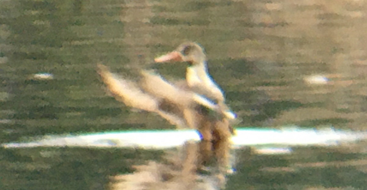 skjeand - ML646952278