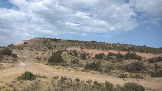 Lesser Rhea - ML646952280