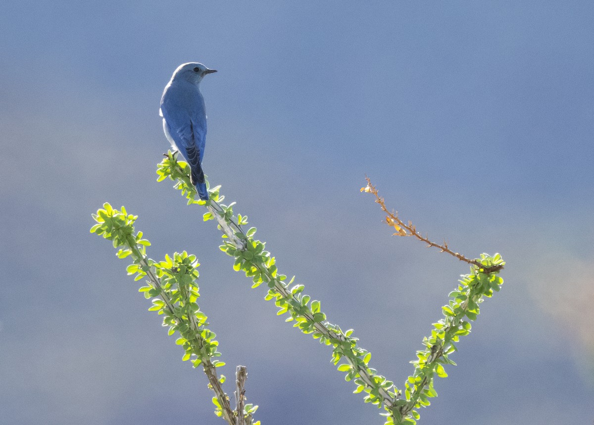 ムジルリツグミ - ML646952282