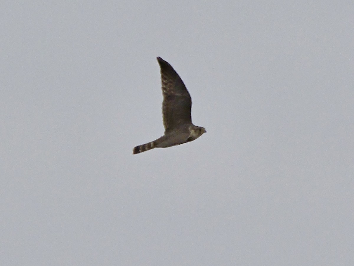 灰背隼(columbarius) - ML646952284