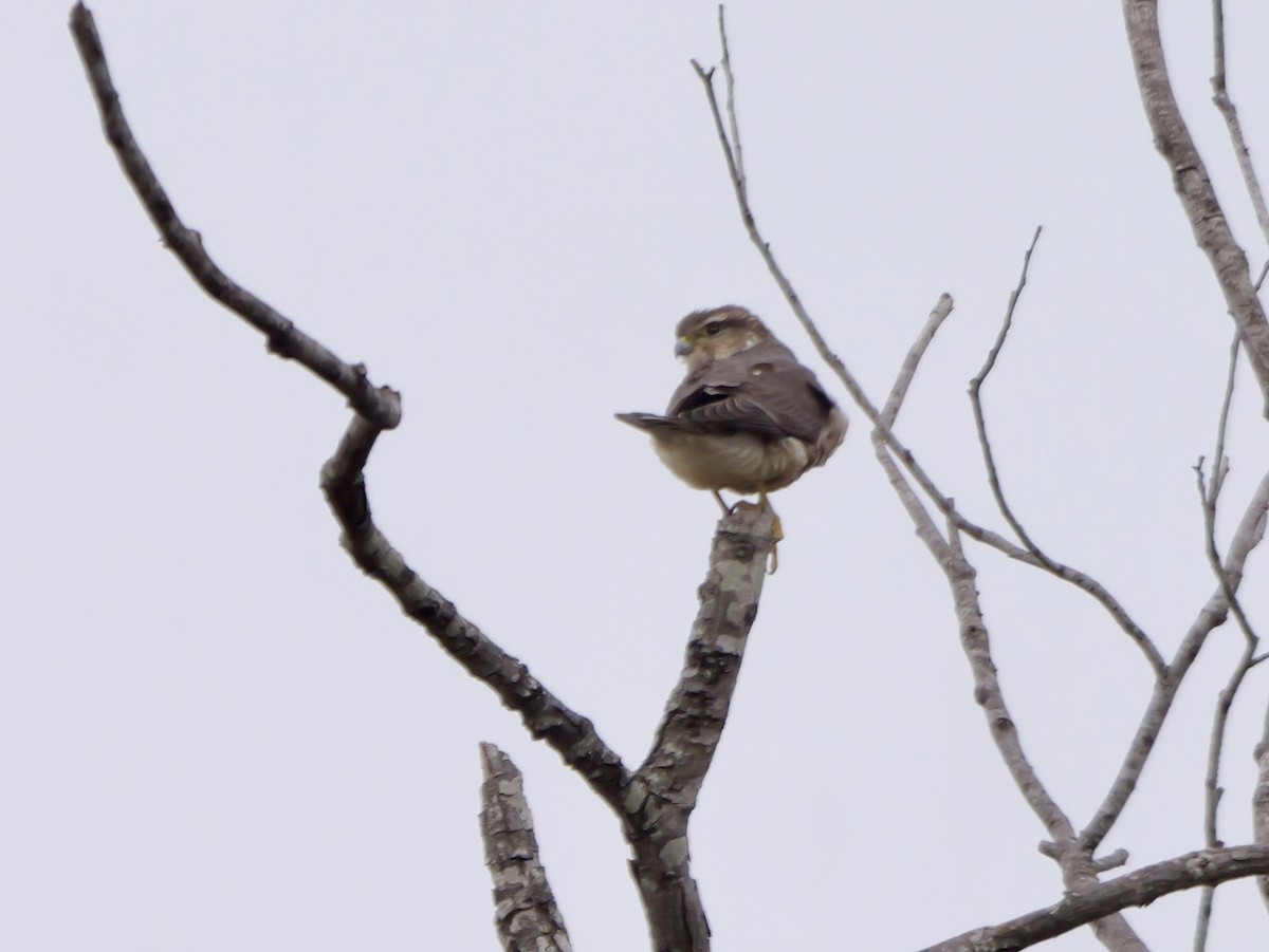 灰背隼(columbarius) - ML646952285