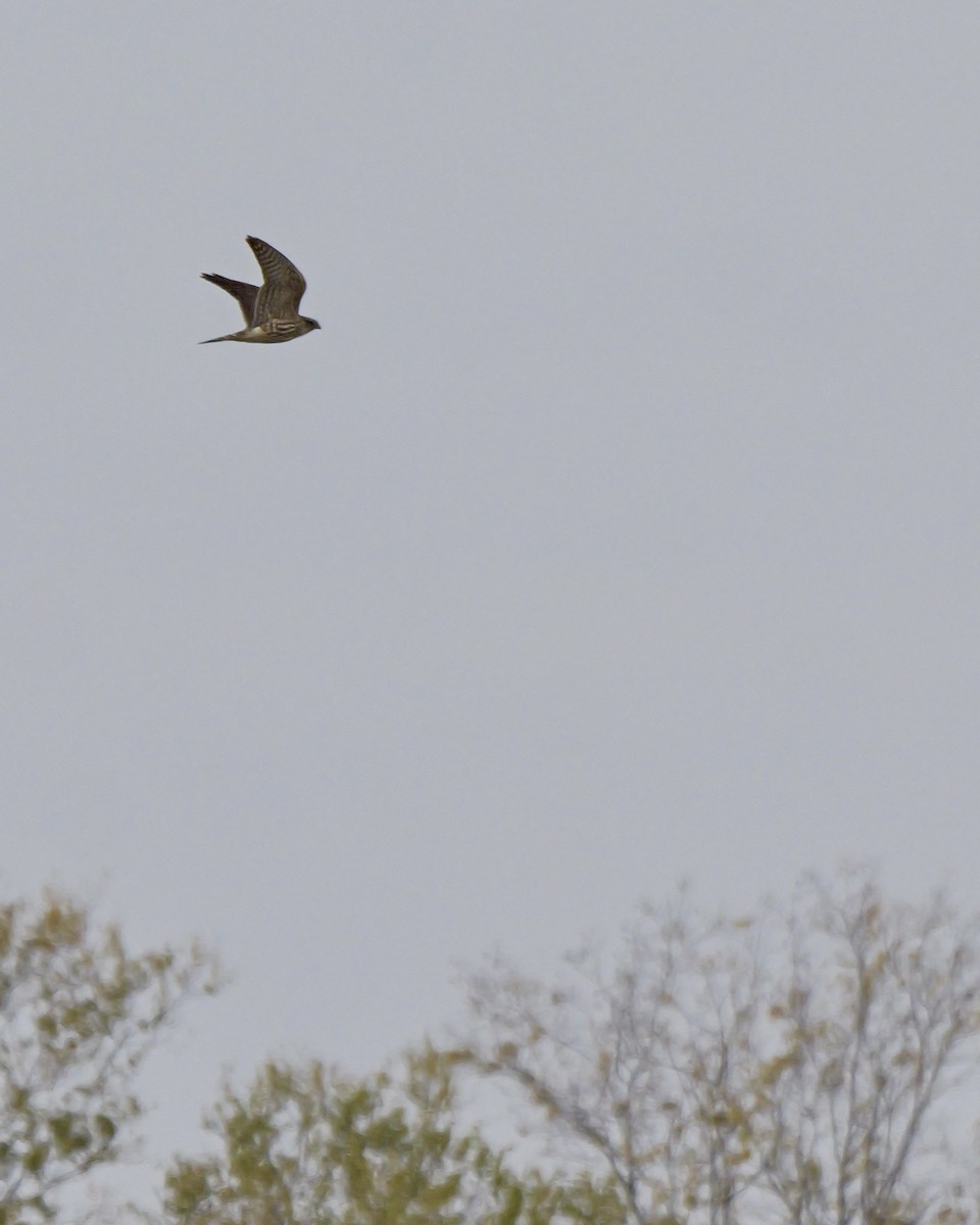 灰背隼(columbarius) - ML646952286