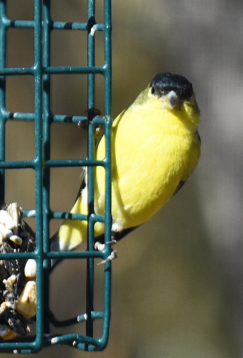 Lesser Goldfinch - ML646952287