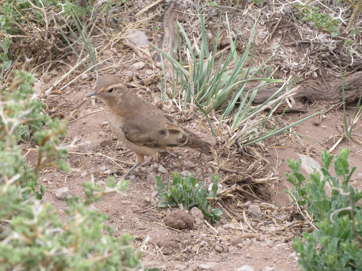 Rufous-banded Miner - ML646952288