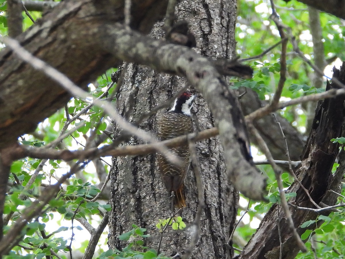 Дятел бородатий - ML646952289