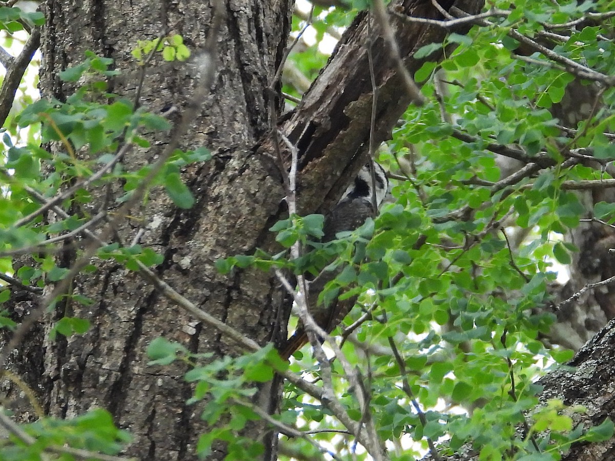 Дятел бородатий - ML646952290