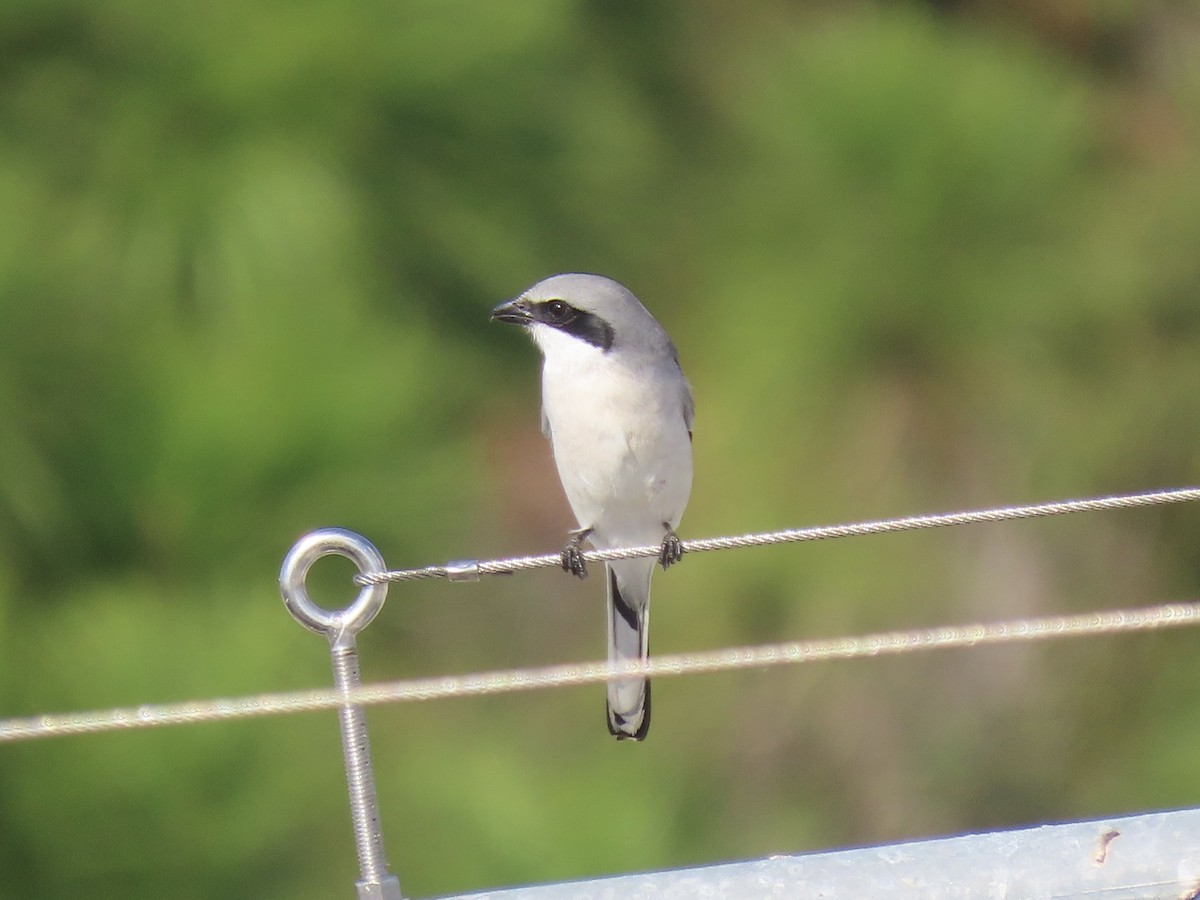 Loggerhead Shrike - ML646952294