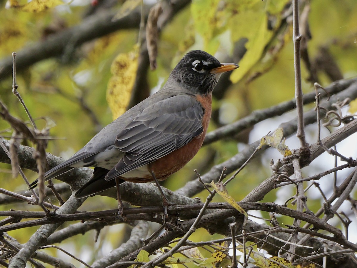 American Robin - ML646952295
