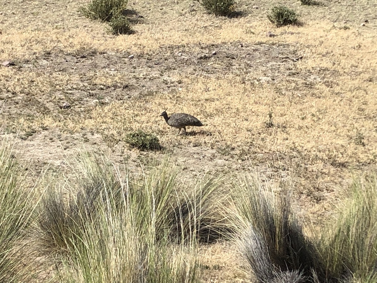 Elegant Crested-Tinamou - ML646952296