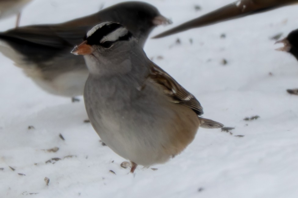 strnadec bělopásý - ML646952297