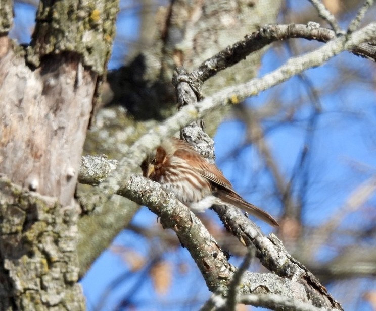 revespurv - ML646952299