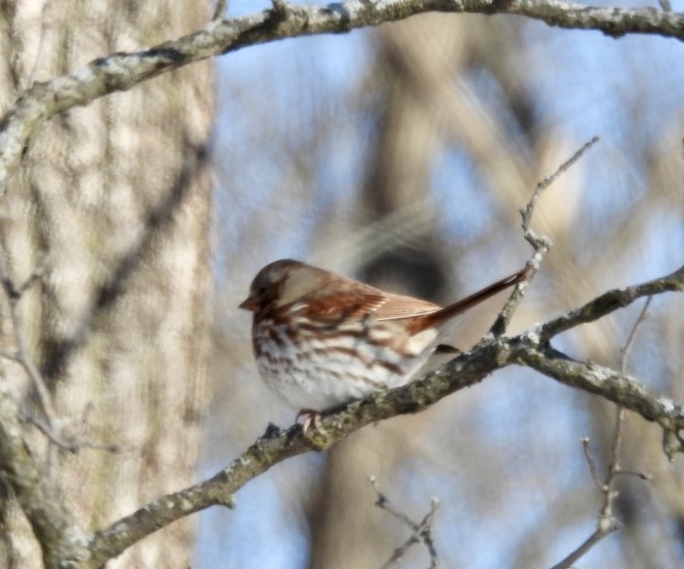 revespurv - ML646952300