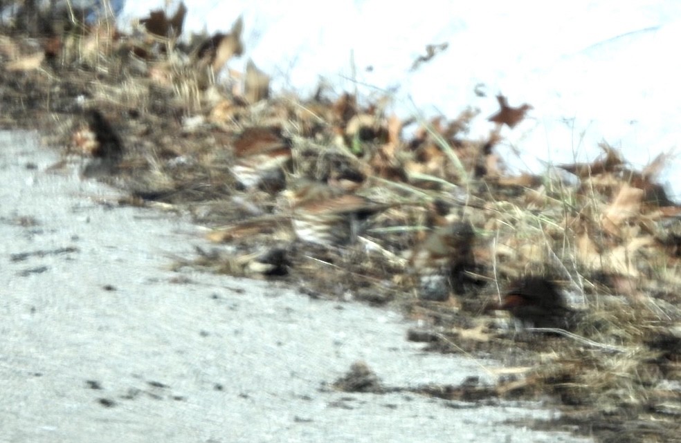 revespurv - ML646952301