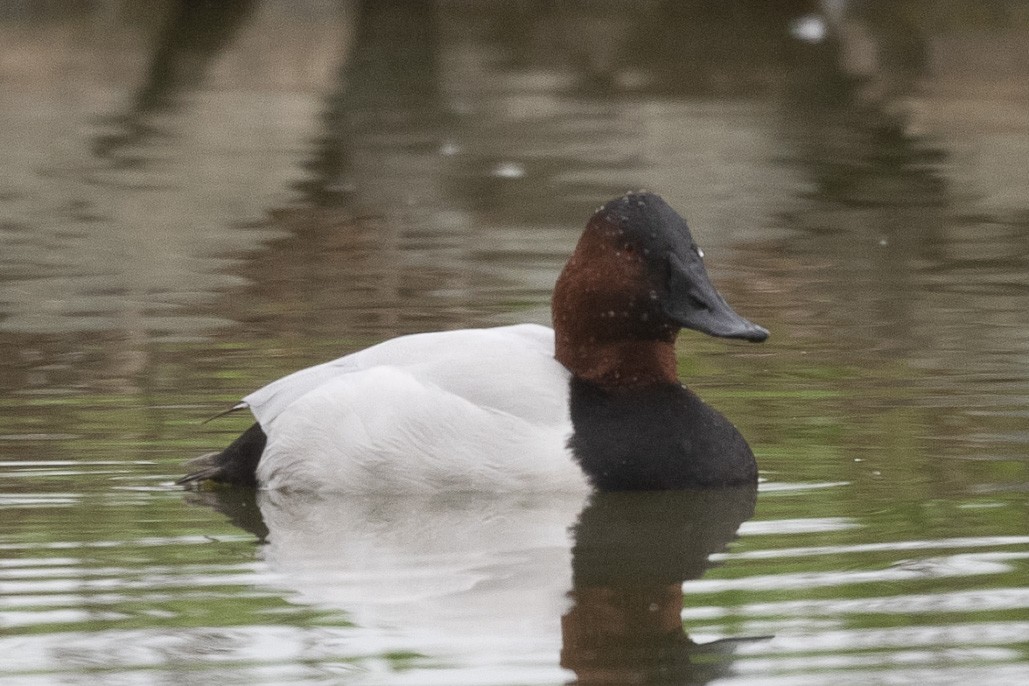 Fuligule à dos blanc - ML646952302