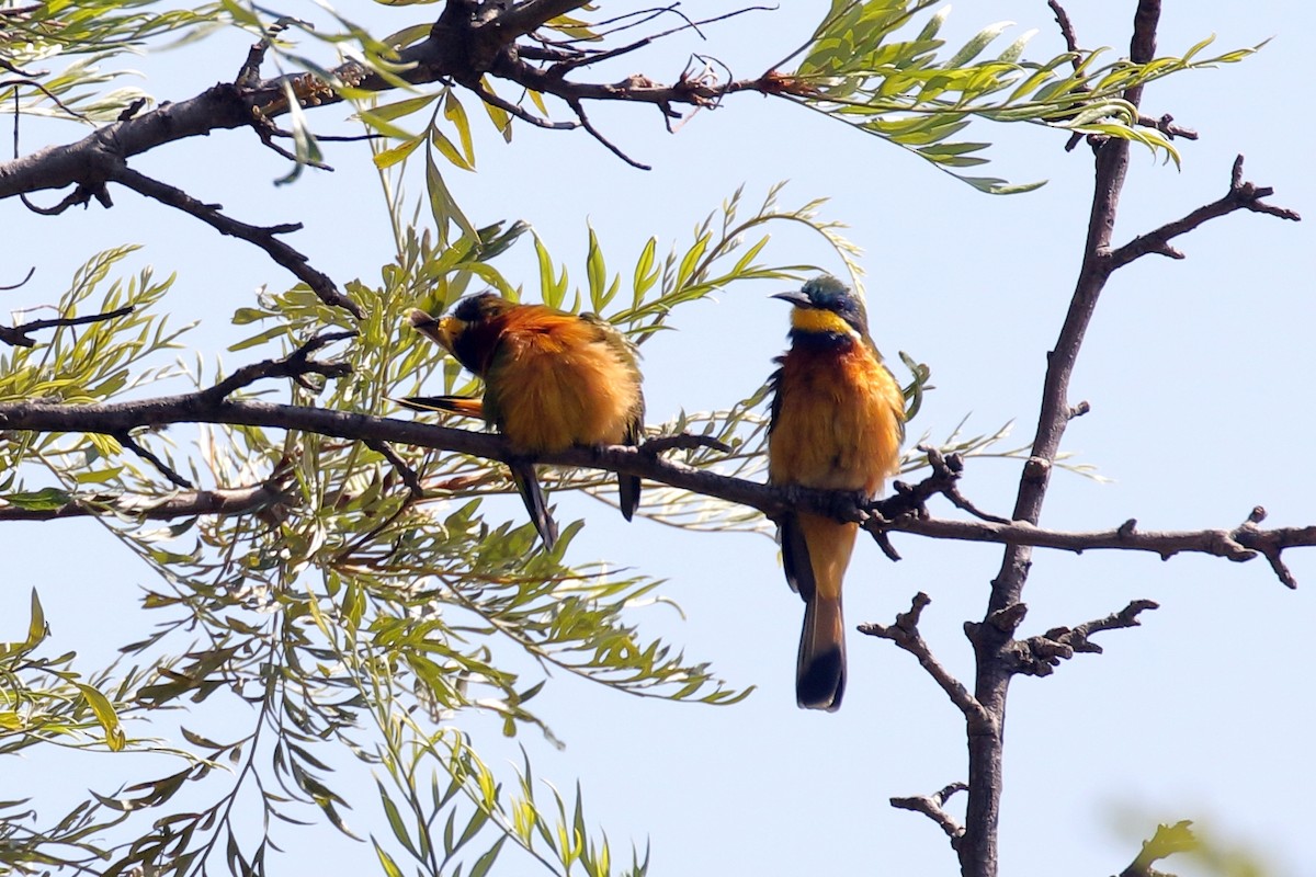 Ethiopian Bee-eater - ML646952303