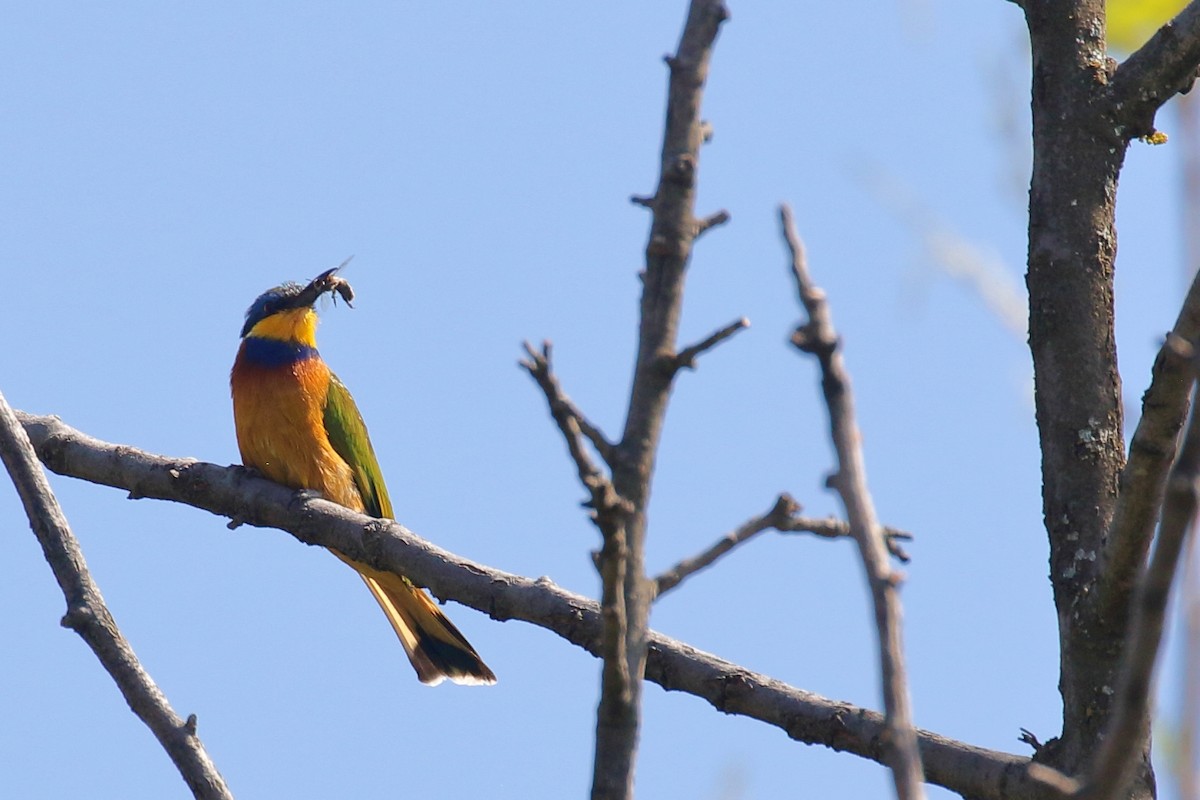 Ethiopian Bee-eater - ML646952304