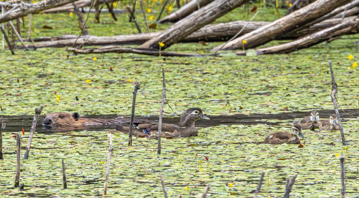 Canard branchu - ML646952307