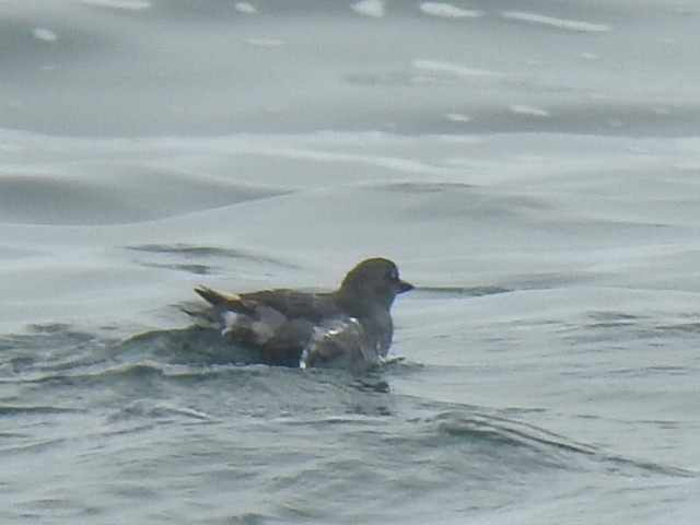 Cassin's Auklet - ML646952308