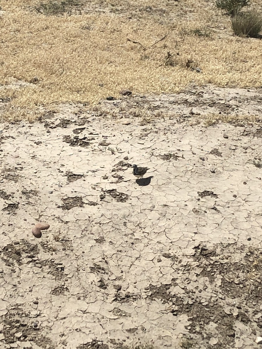 Least Seedsnipe - ML646952311