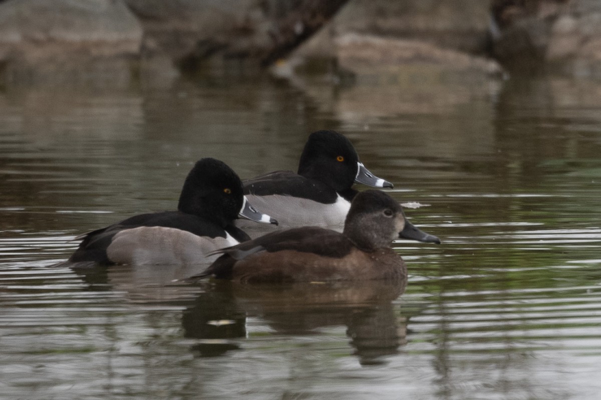 Porrón Acollarado - ML646952312