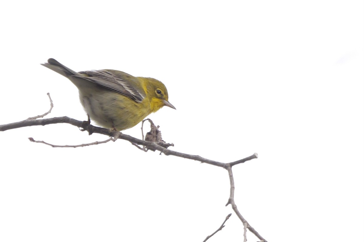 Pine Warbler - ML646952314