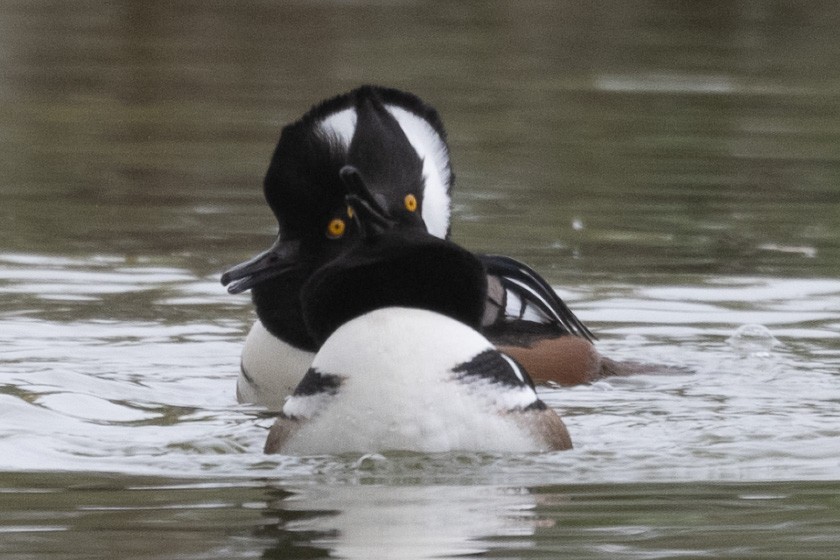 Serreta Capuchona - ML646952320