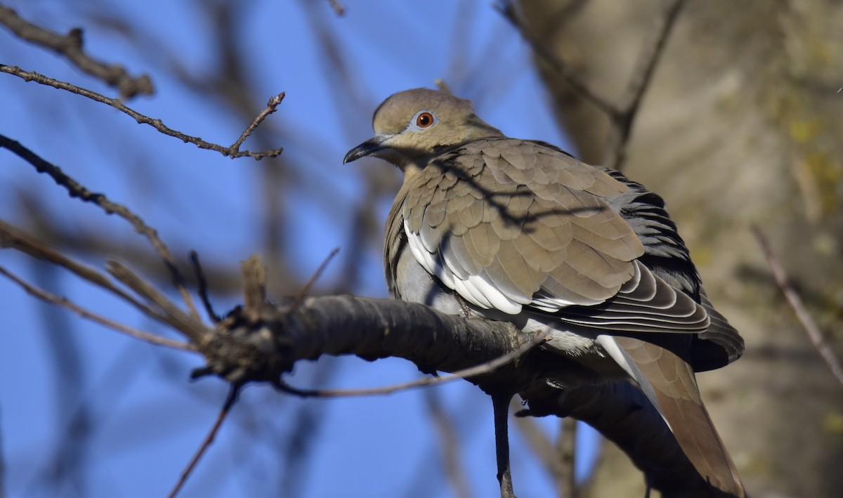 White-winged Dove - ML646952321