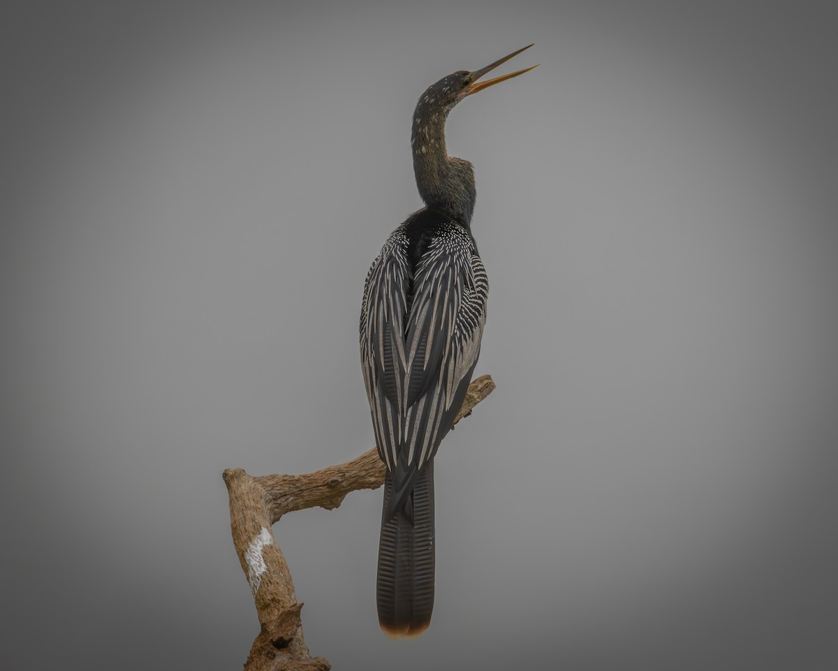 Anhinga - ML646952322