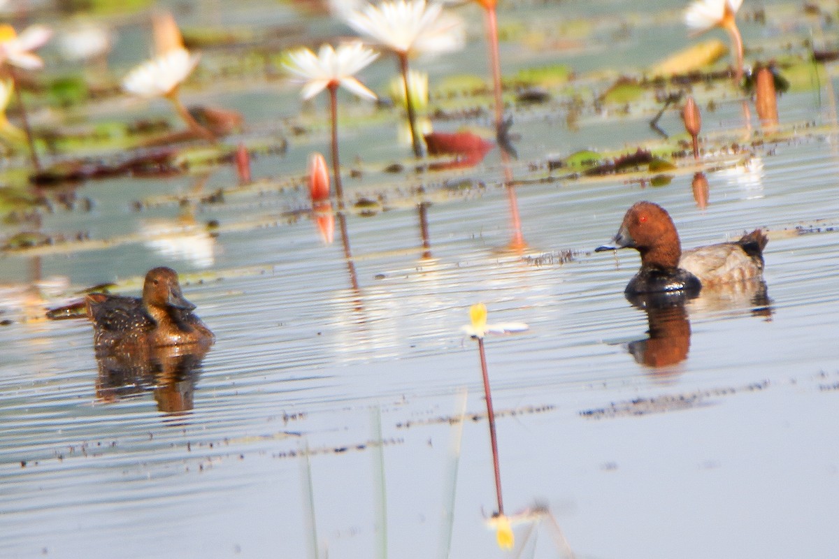 Common Pochard - ML646952323