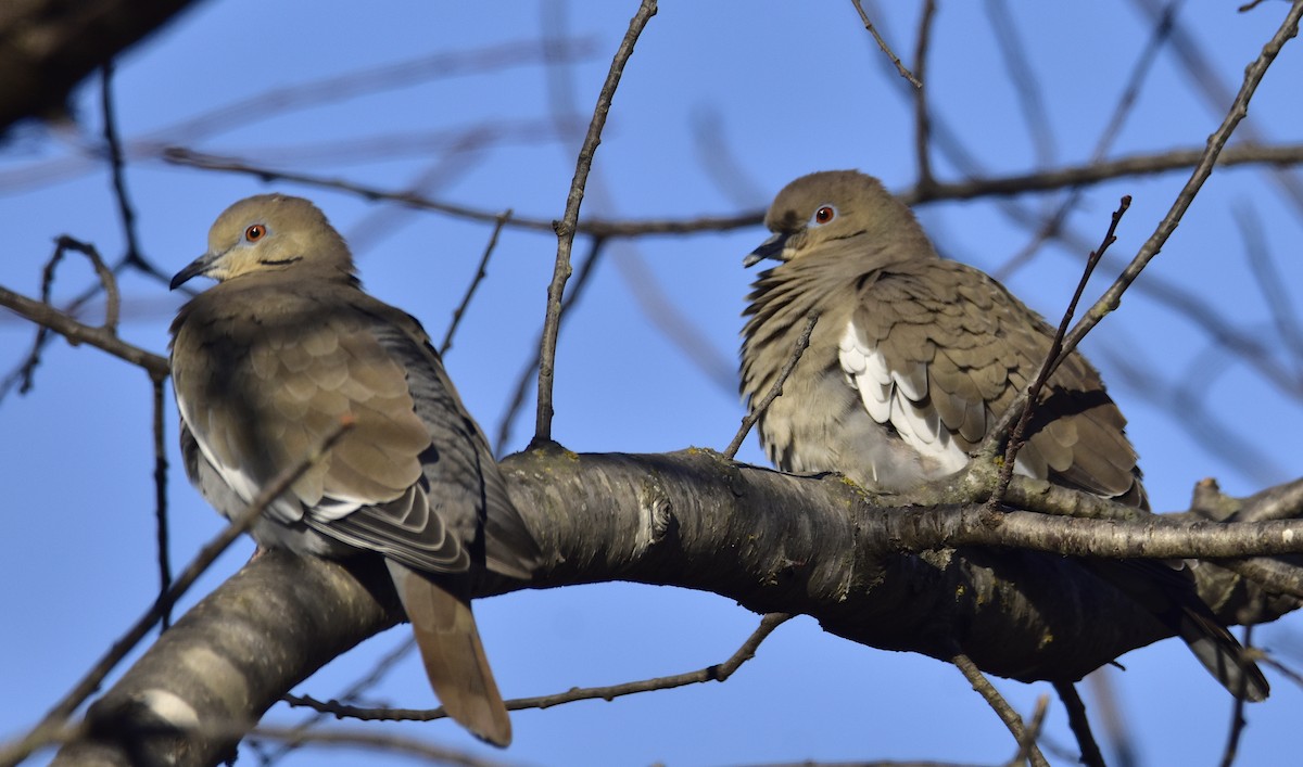 White-winged Dove - ML646952324