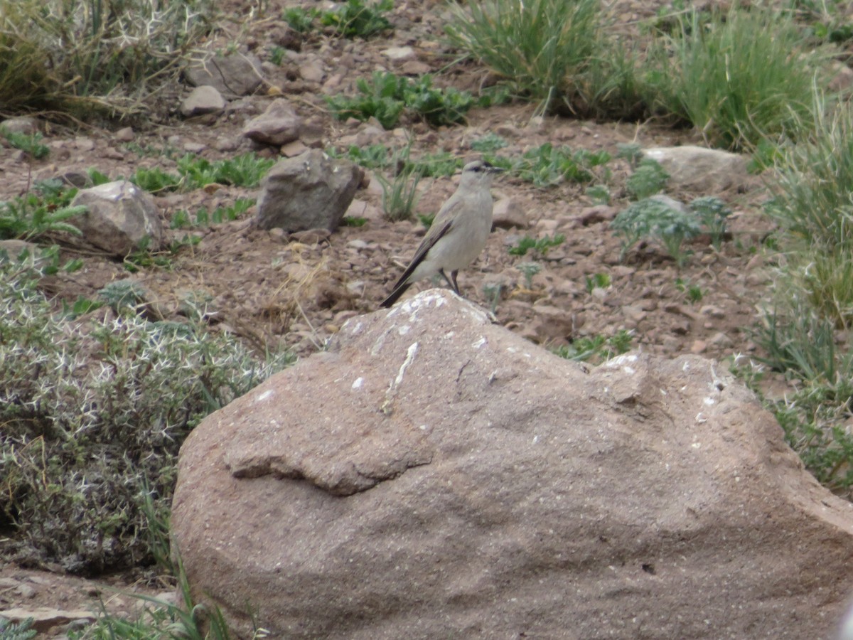 Black-fronted Ground-Tyrant - ML646952332
