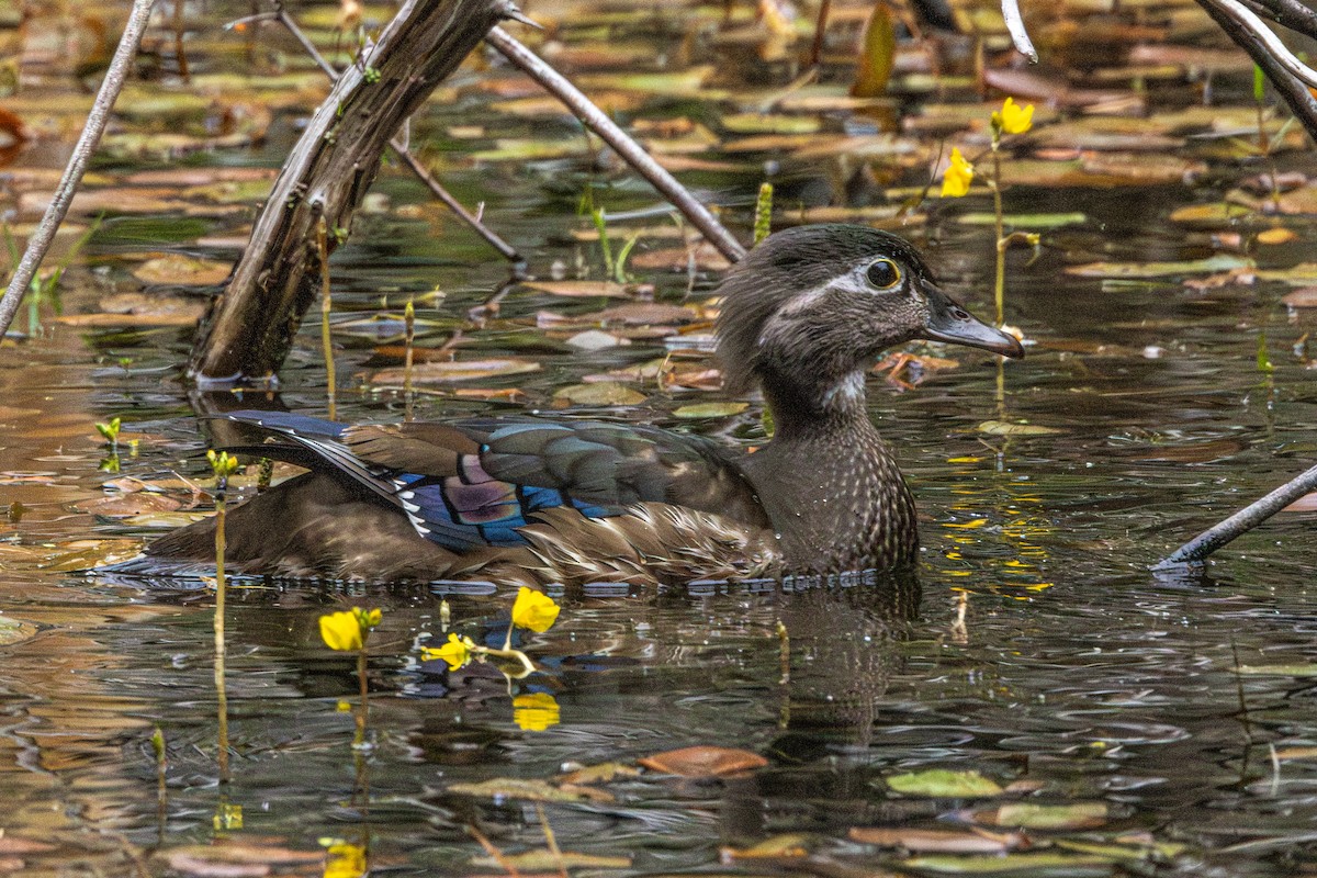 Canard branchu - ML646952339