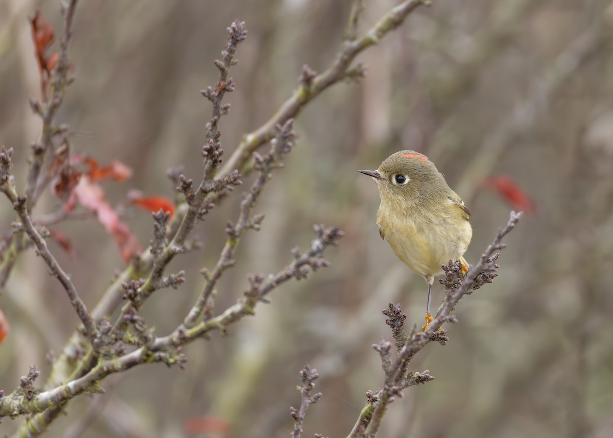 rubinfuglekonge - ML646952341