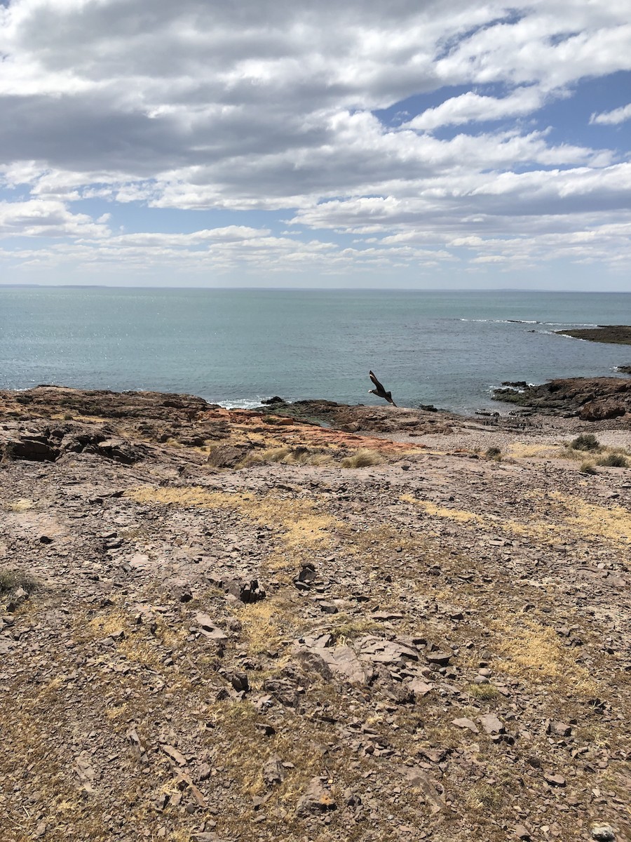 Chilean Skua - ML646952343