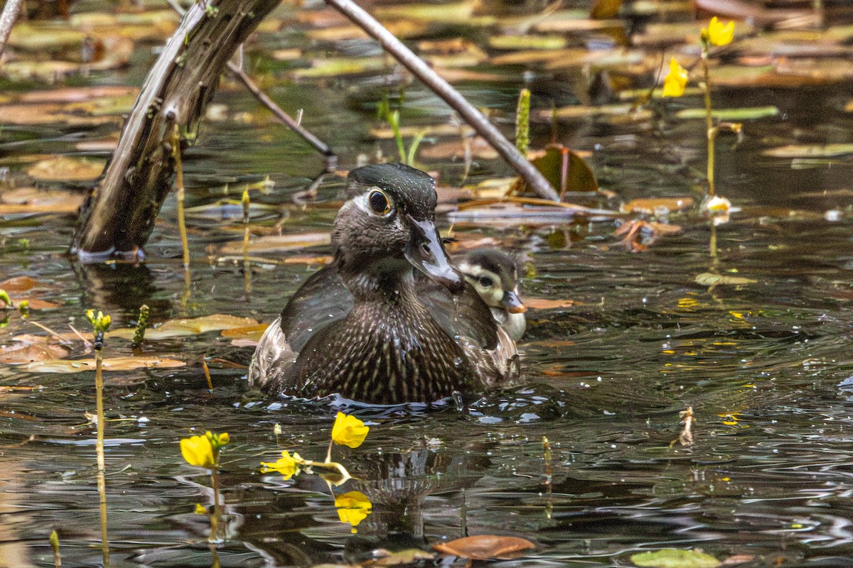 Canard branchu - ML646952344