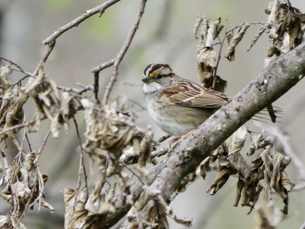 White-throated Sparrow - ML646952345