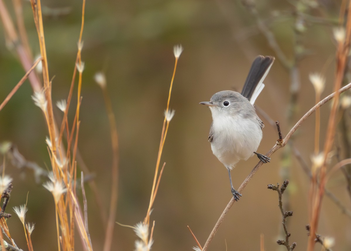 Perlita Grisilla - ML646952346
