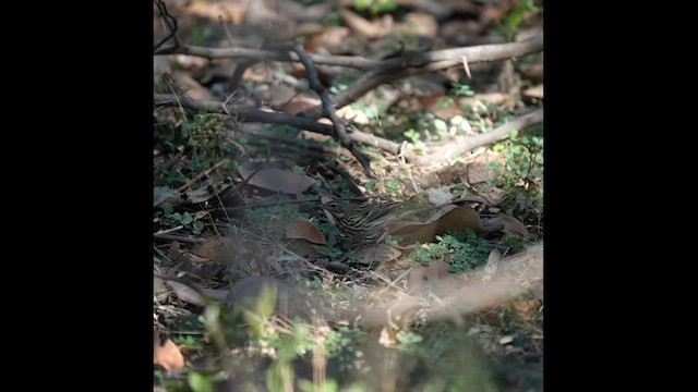 Tree Pipit - ML646952348