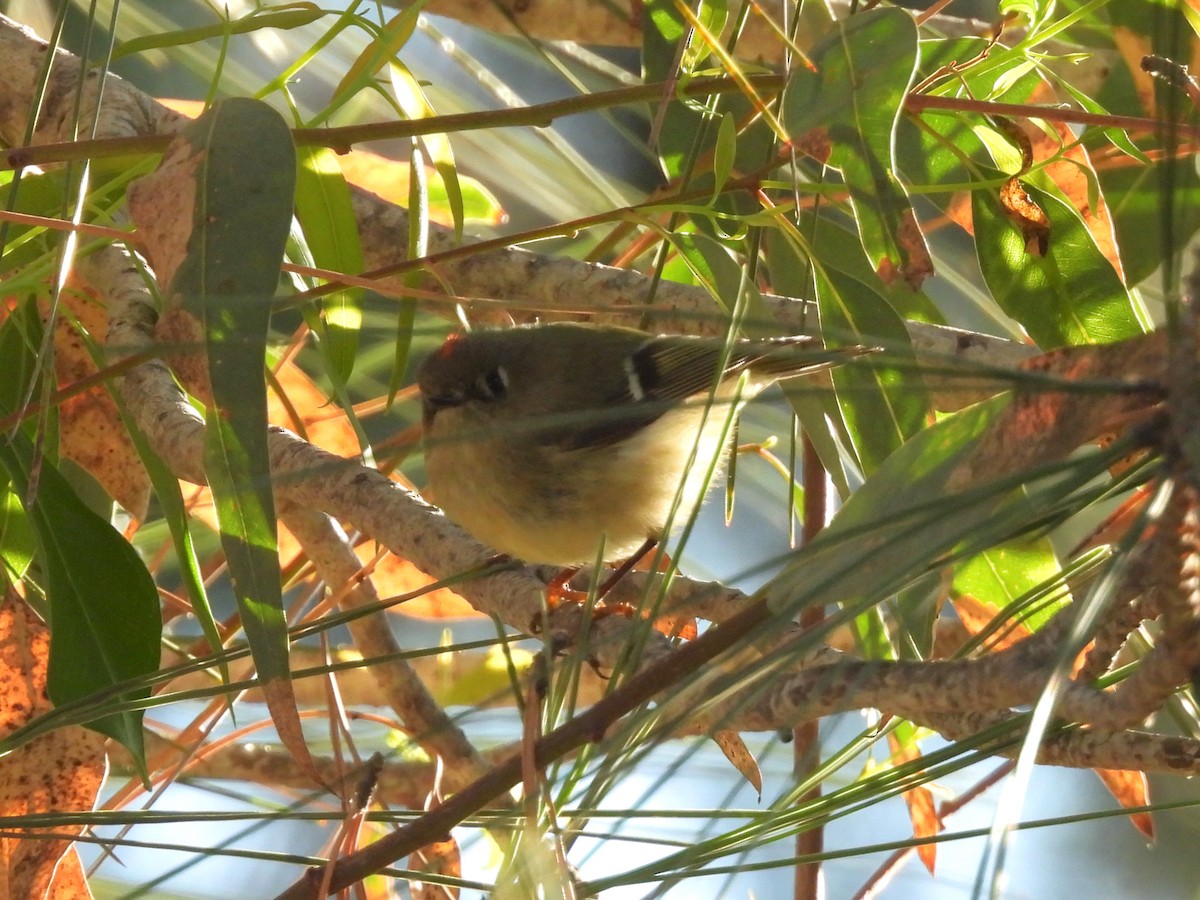 rubinfuglekonge - ML646952349