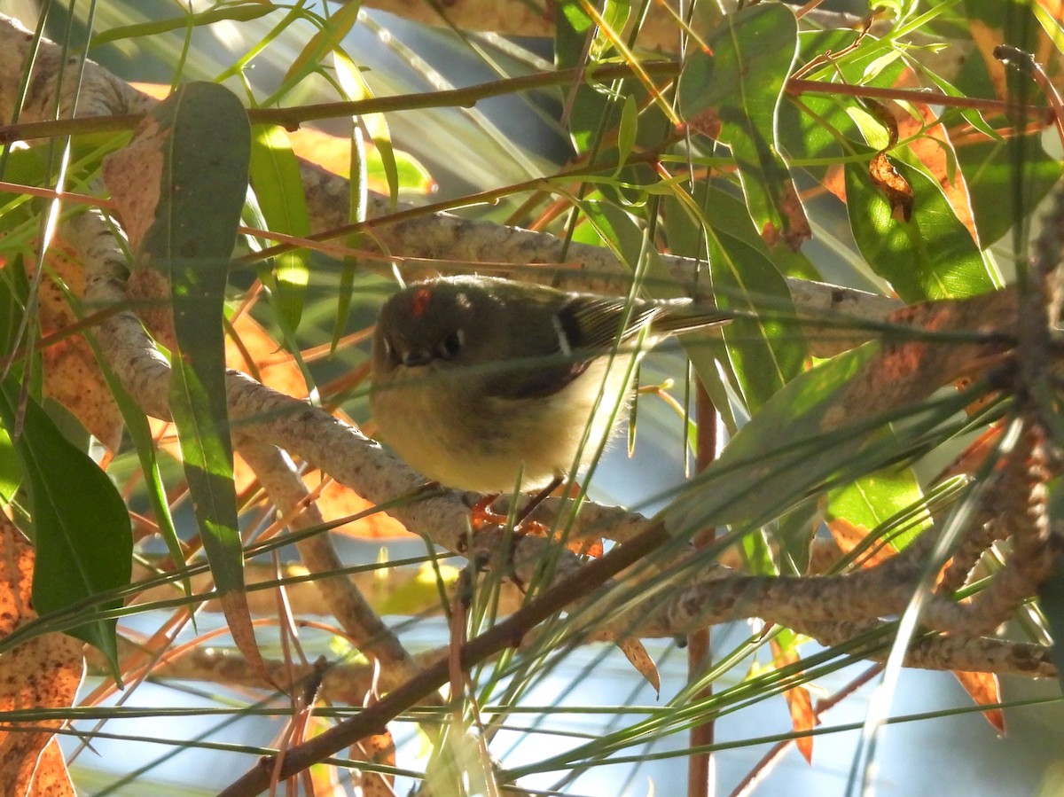 rubinfuglekonge - ML646952350