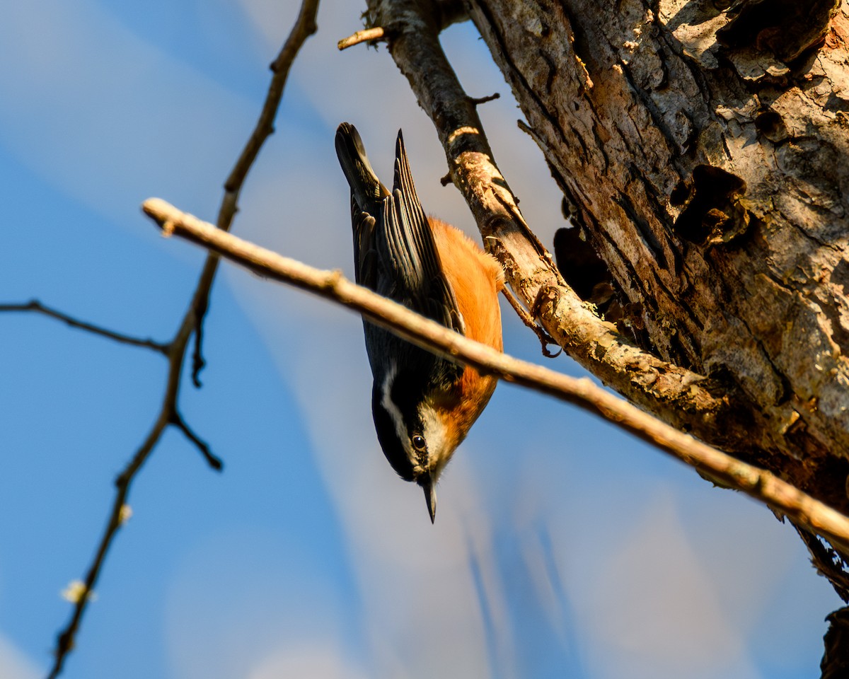 Garrapo kanadarra - ML646952351