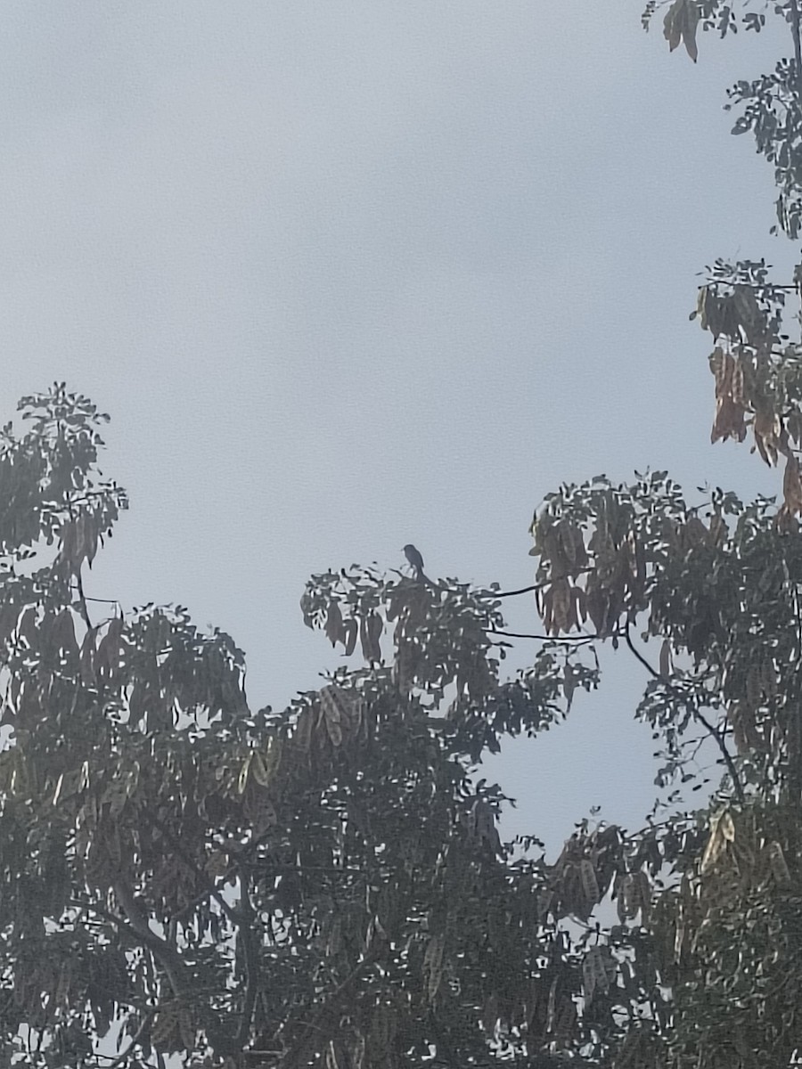 Drongo Real - ML646952352